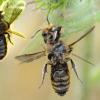 Hoplitis sp.